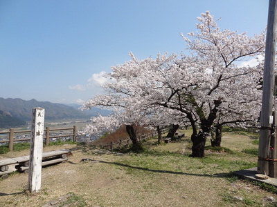 桜の天守跡