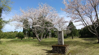桜の咲く知覧城本丸