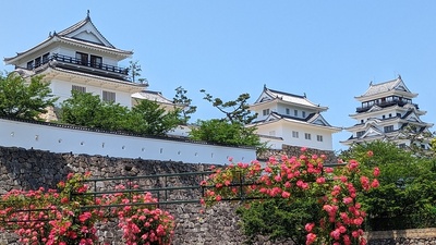 福山城とバラ