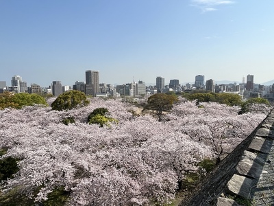 福岡城の桜の海原