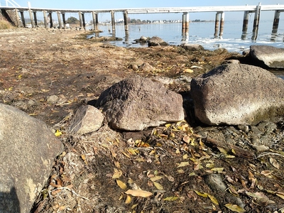 琵琶湖の水位下降で姿を現した石垣跡(胴木含む)
