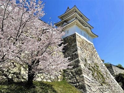桜と巽櫓