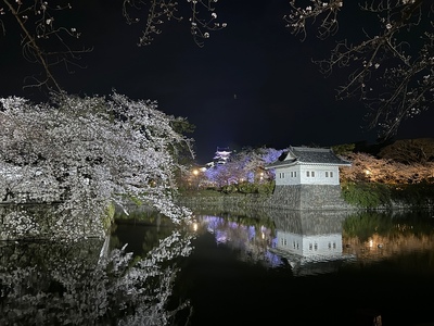 ライトアップされた夜桜の風景