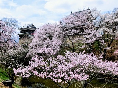 内堀前からの櫓と桜