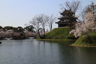 高田城三重櫓と桜