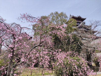 枝垂れ桜と天守