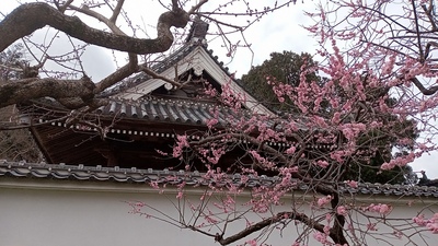 弘道館 孔子廟と梅の花