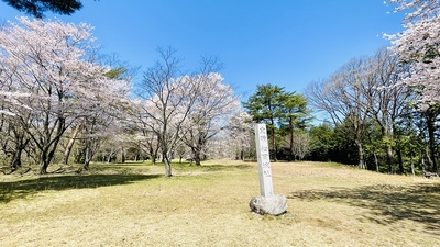 主曲輪　桜と城址碑