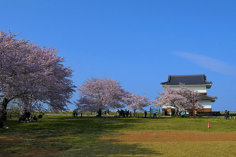 蟠龍櫓と三の丸跡の桜