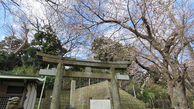 ３分咲の桜と和田義盛碑