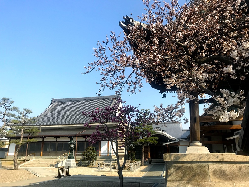 永弘院、ちょっとだけ咲いた桜