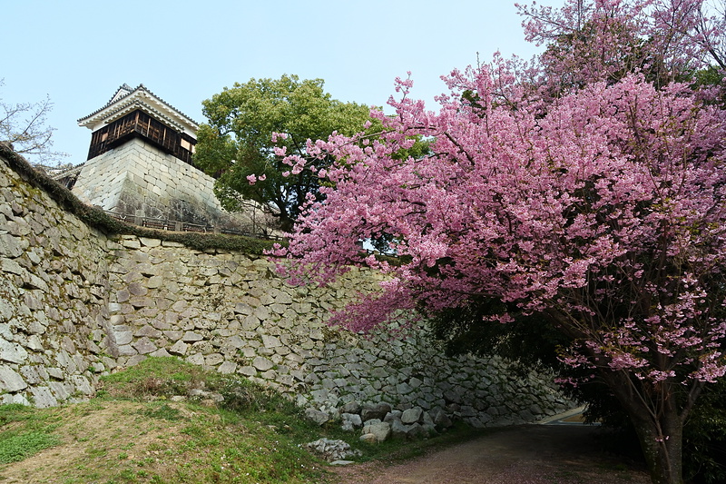 ニノ門南櫓と桜