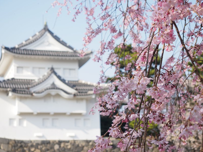 桜と隅櫓