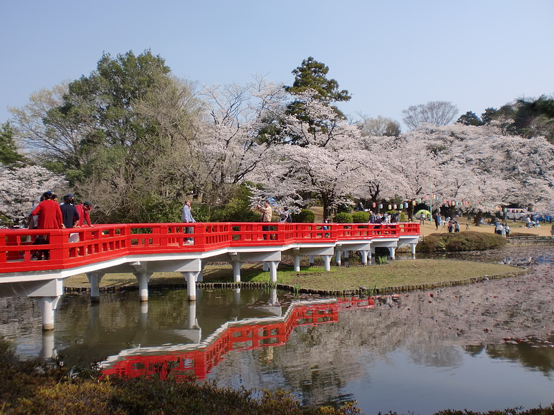 八ツ橋と桜