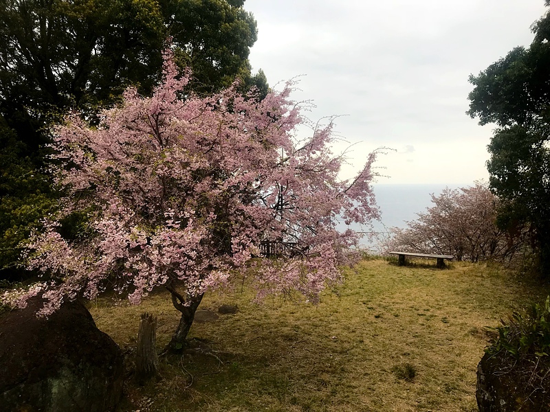 桜咲く鬼の見晴台