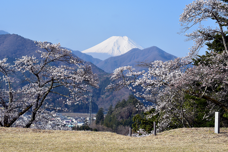 本丸跡と富士 Part 4 春