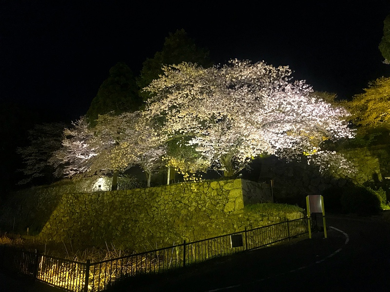 内堀と二の門跡石垣 夜桜ライトアップ