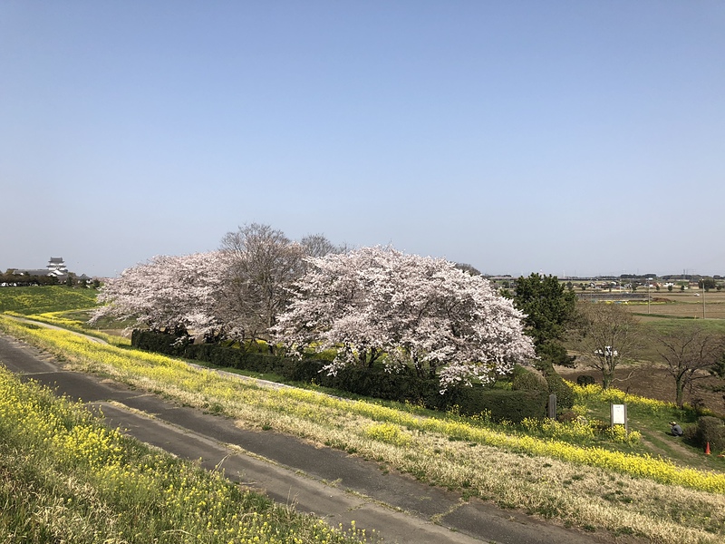 関宿城本丸跡の桜