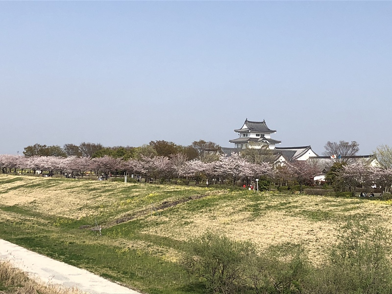 散り始めた桜と関宿城