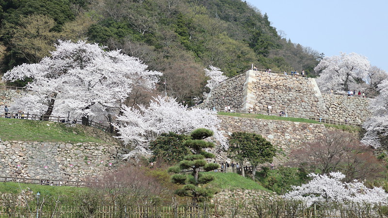 桜と石垣①