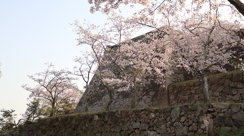 桜と本丸石垣①