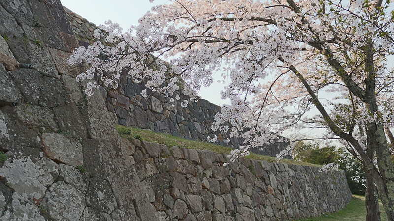 桜と本丸石垣②