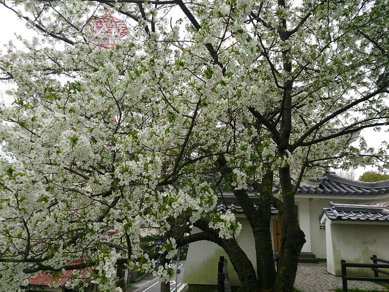 津城の写真 白い桜も 品種不明 攻城団