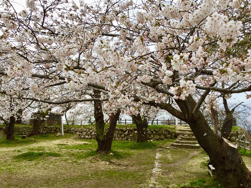 本丸・天守跡と桜