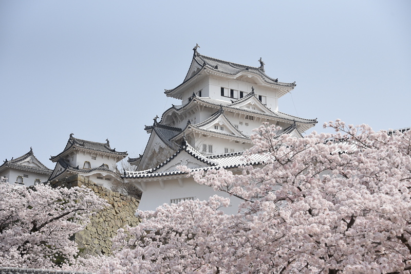 姫路城と桜、サクラ