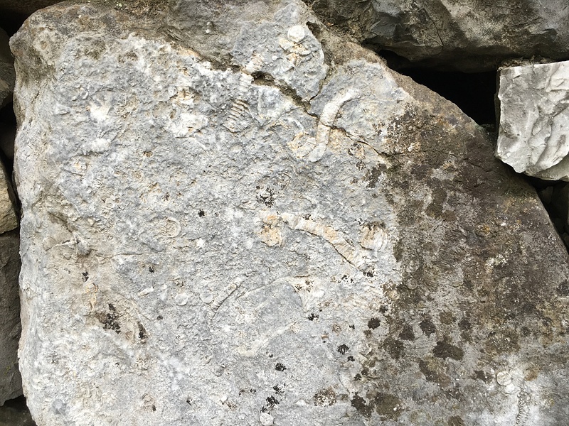 石灰岩の石垣。