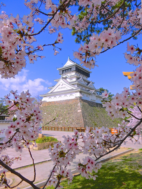 小倉城の写真 桜満開の向こうに天守 攻城団