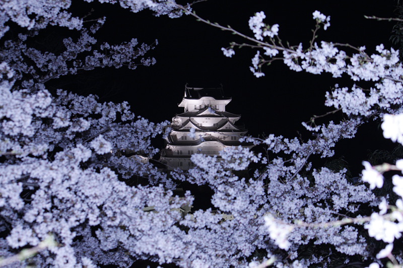 夜桜に包まれる姫路城
