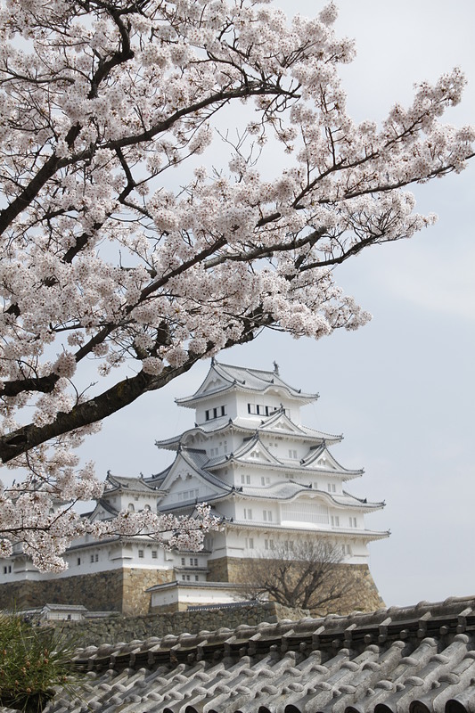 姫路城の櫻
