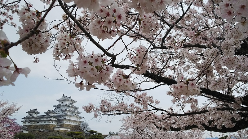 桜をメインに姫路城を添えて