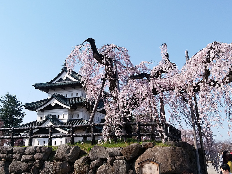 弘前城の天守と桜