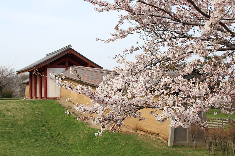 満開の桜と外郭東門