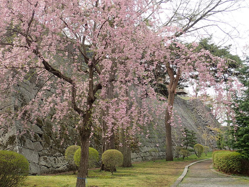 盛岡城、二の丸下の枝垂れ桜
