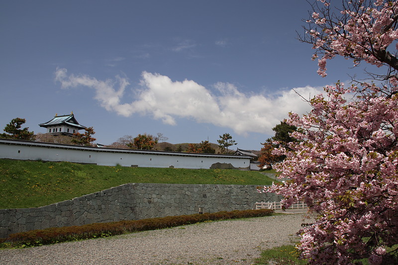 桜と土塀そして天守