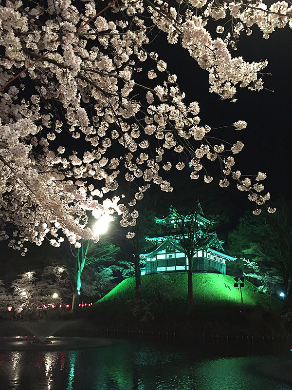 桜満開時の夜桜と三重櫓