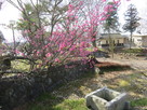 井戸と桜