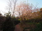 桜咲く登城路