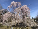 見頃の枝垂れ桜…