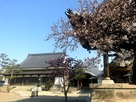 永弘院、ちょっとだけ咲いた桜…