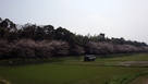 水城と桜