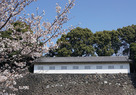 富士見多聞櫓と桜…