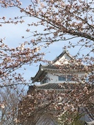 桜咲く公園から天守を眺める…