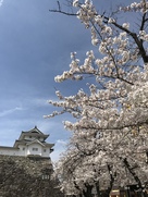 稲荷櫓(東側の公園から)と桜…