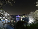 千鳥ヶ淵の夜桜②…