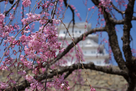早咲きのしだれ桜と姫路城…