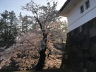 桜田門の桜